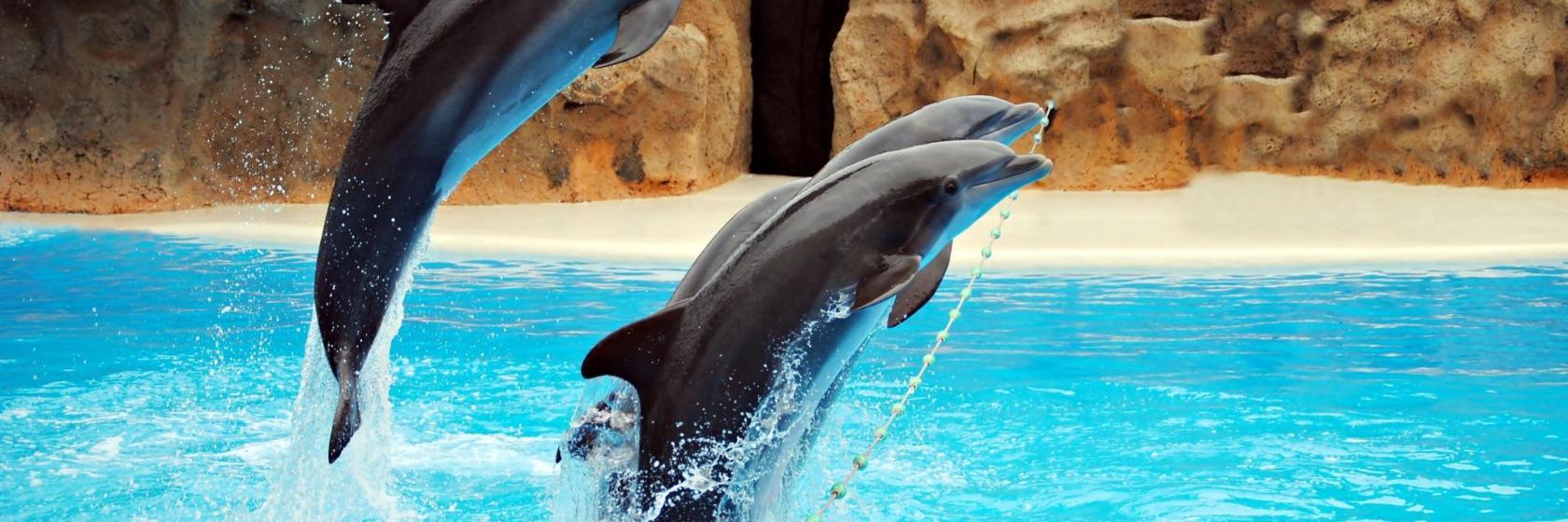 Parque Ocean World Adventure